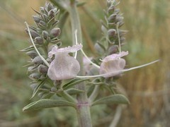 white sage