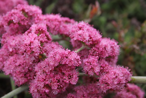 red buckwheat