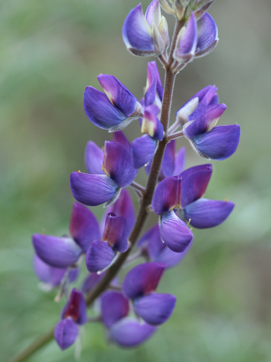 silver bush lupine