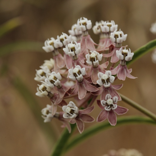 milkweed