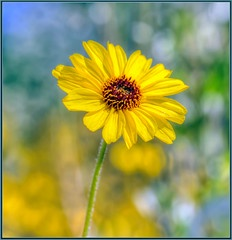 bush sunflower