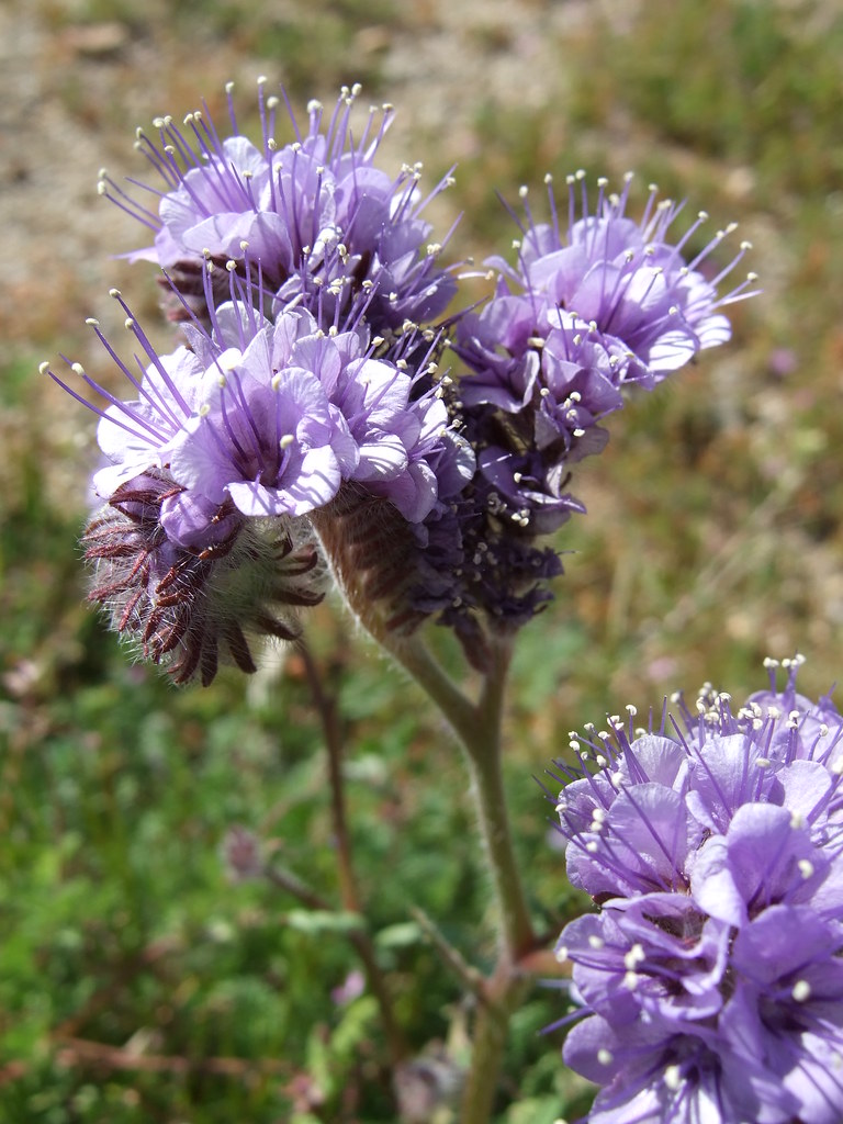 rock phacelia