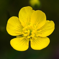 california buttercup