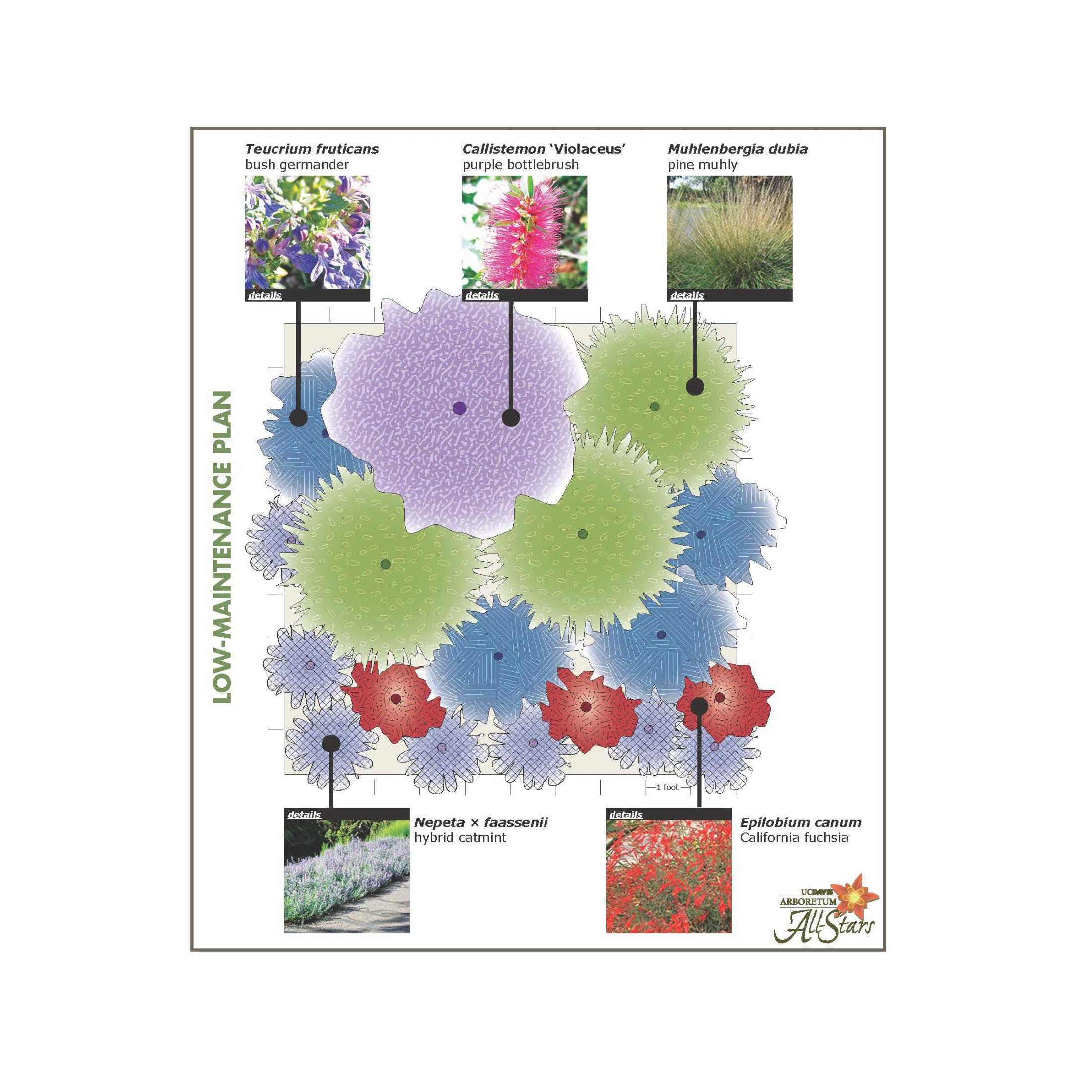 Low maintenance planting plan