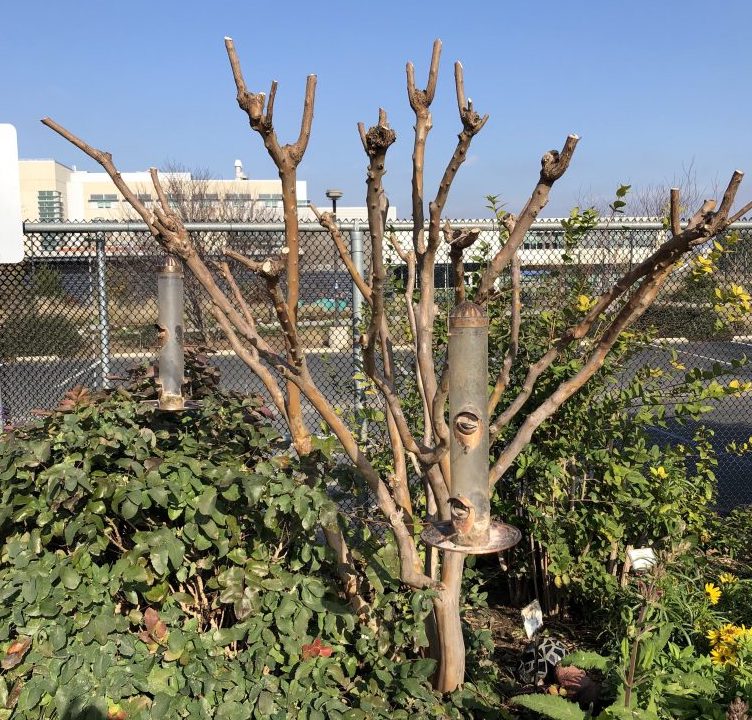 Photo of pruned myrtle tree.