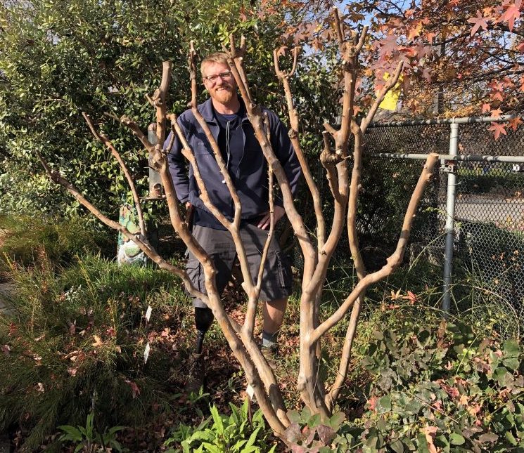 Photo of pruned myrtle tree.