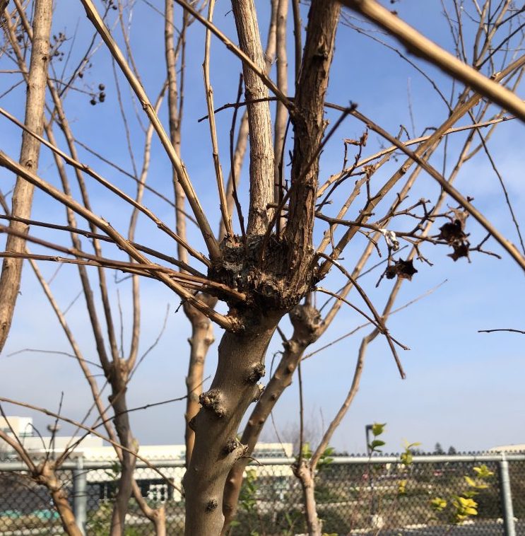 Close-up of myrtle tree.