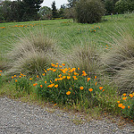 poppies and deergrass next to a trail