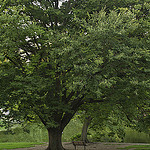 large tree