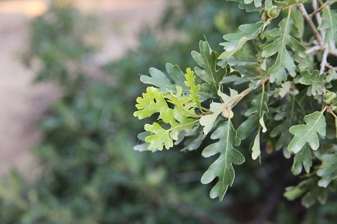 Image of valley oak leavs.