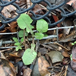 weeds on the ground