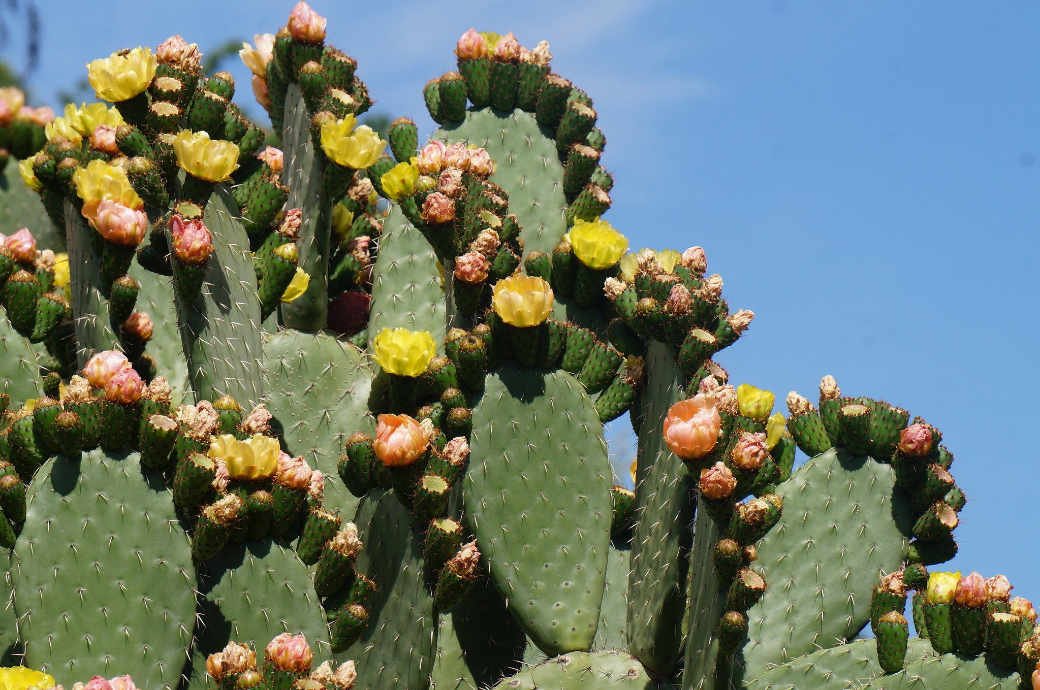 Catci growing fruit and flowers