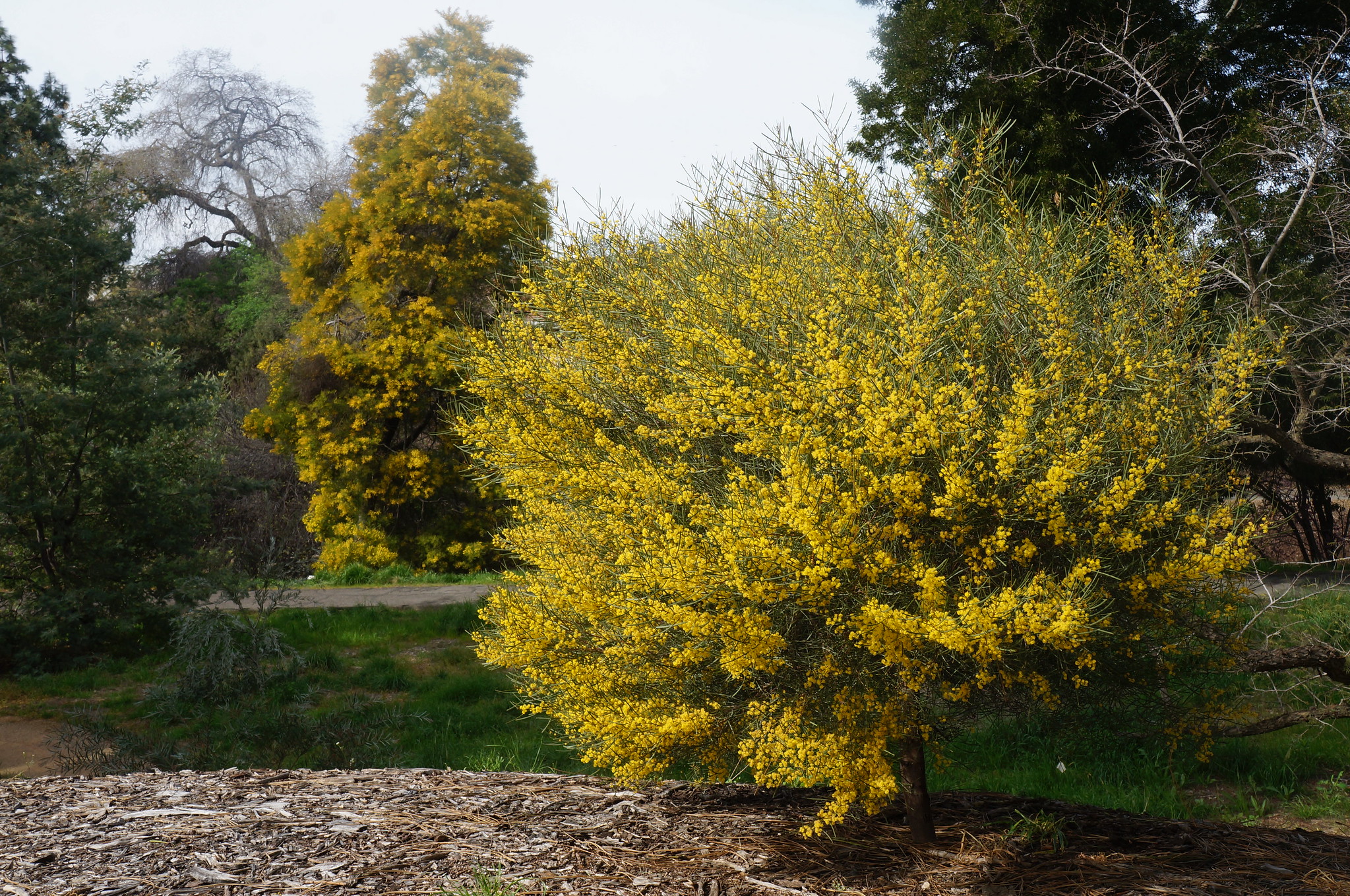 Acacia trees