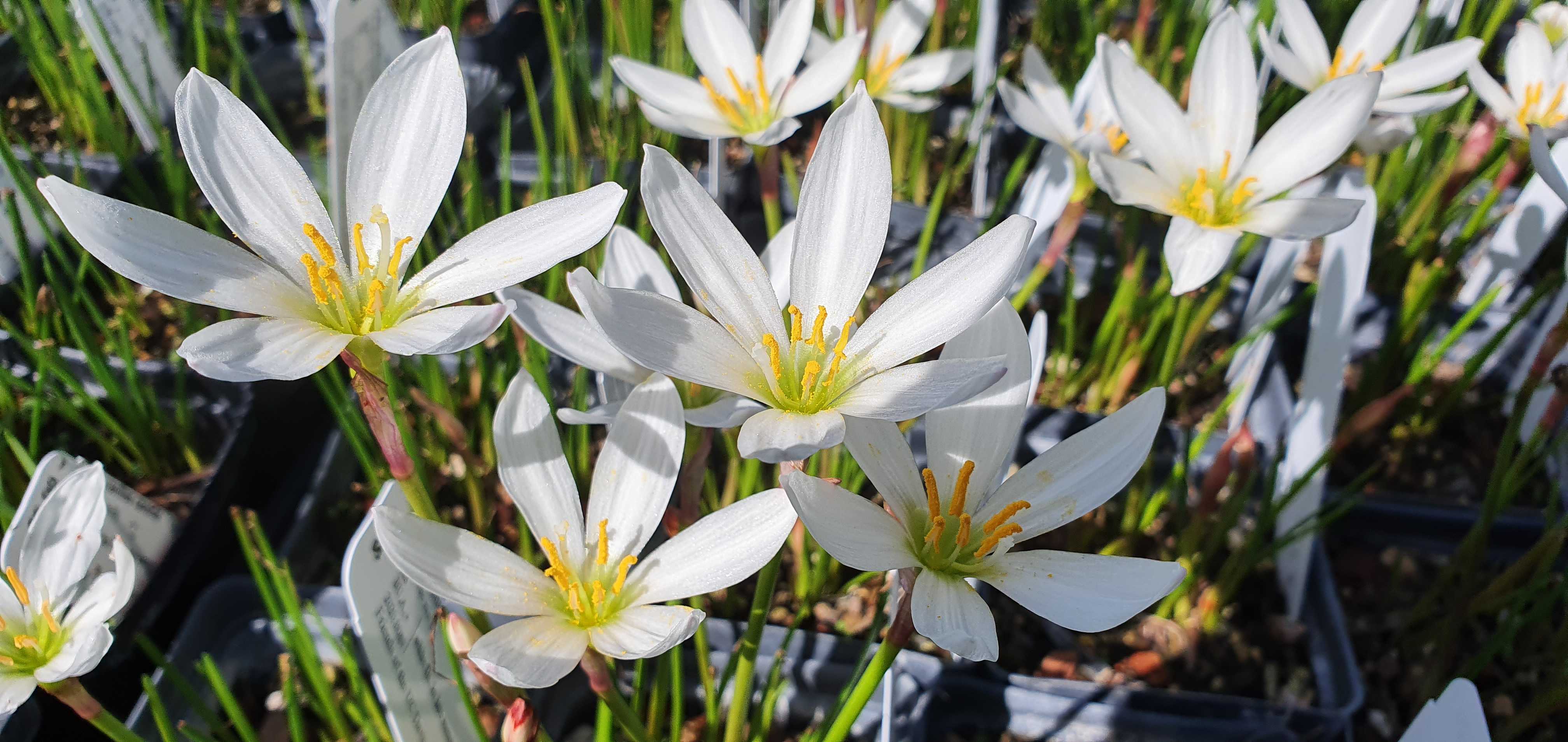 Image of Argentine rain lily in bloom with lots of white flowers.
