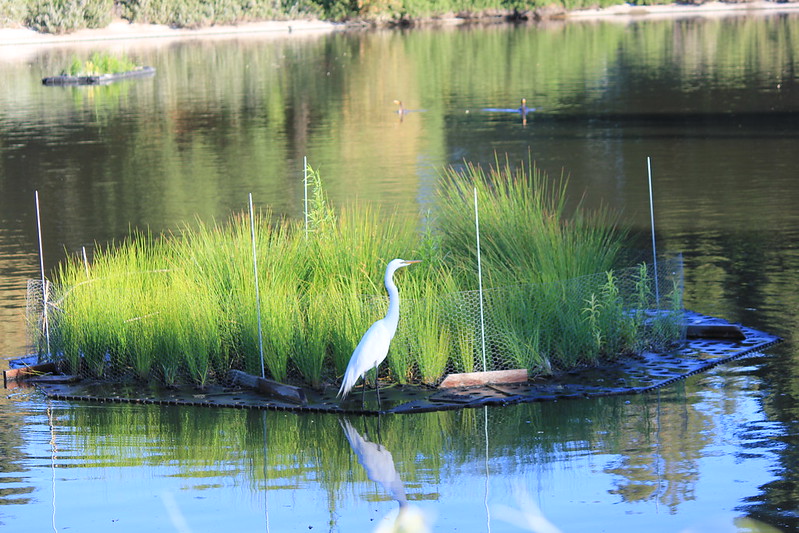Image of a white egret on a floating island filled with native grasses in the UC Davis Arboretum Waterway.