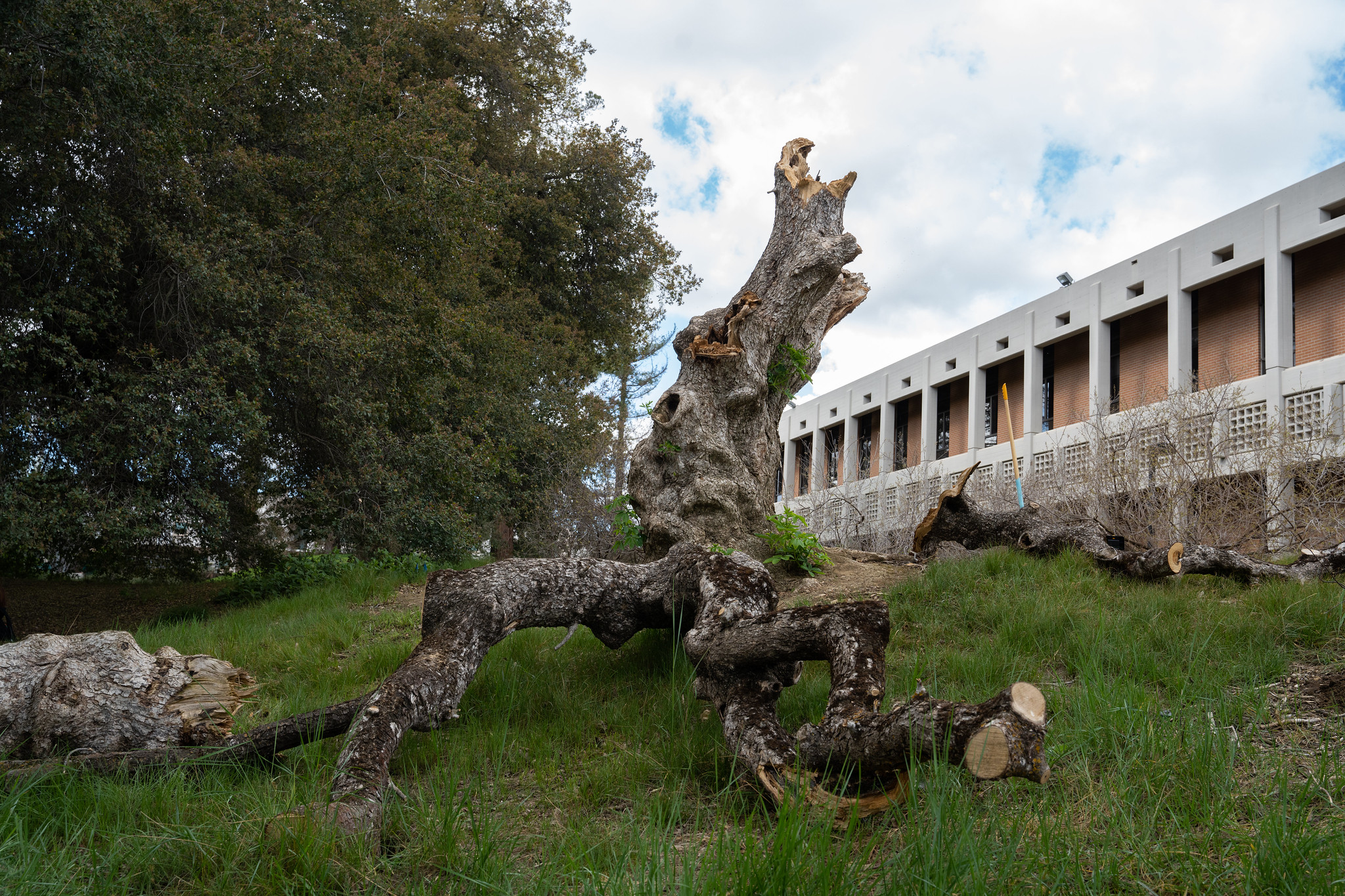 Image of buckeye tree stump in the UC Davis Arboretum's Native American Contemplative Garden.