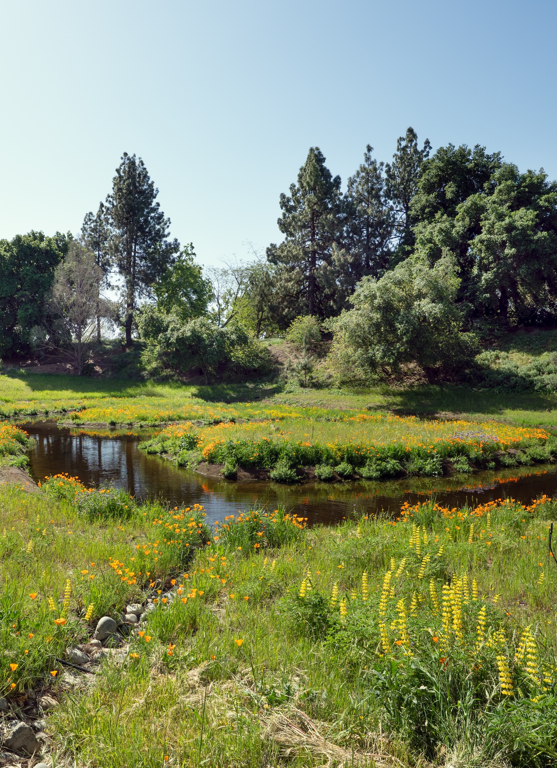 Flowers along the Arboretum Waterway