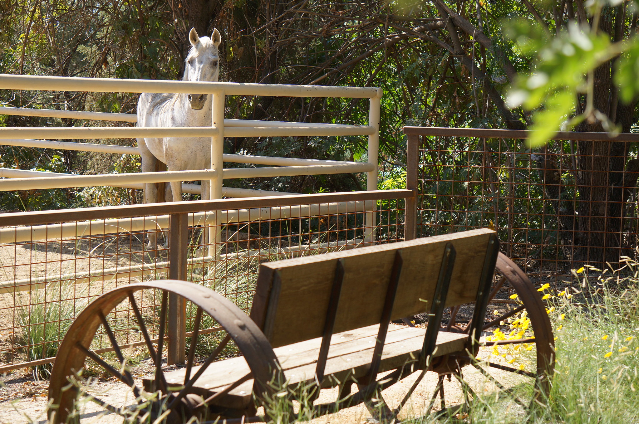 12/05/2020 Image of the Animal Science GATEway Garden in the UC Davis Arboretum.