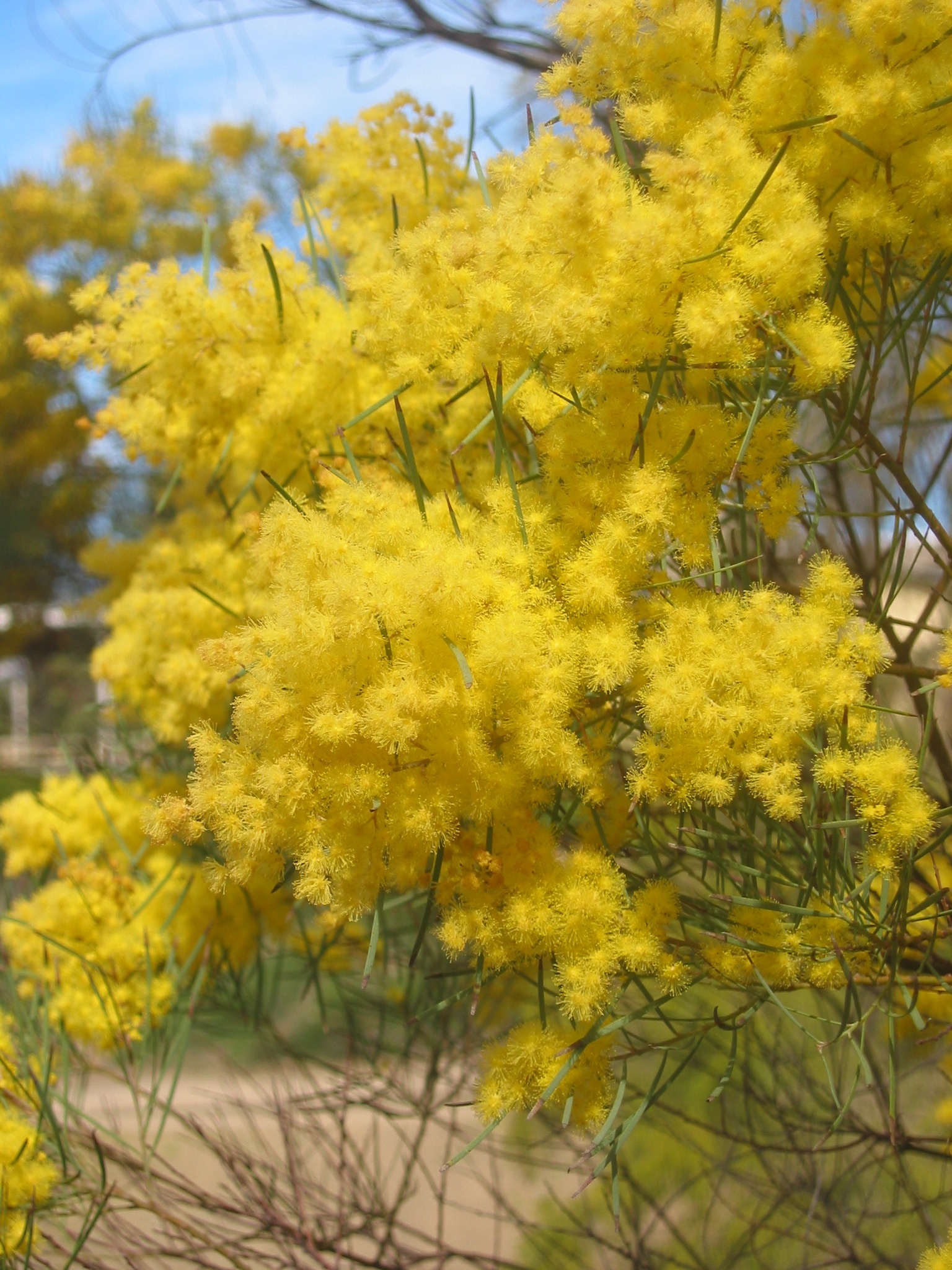 Snowy River wattle
