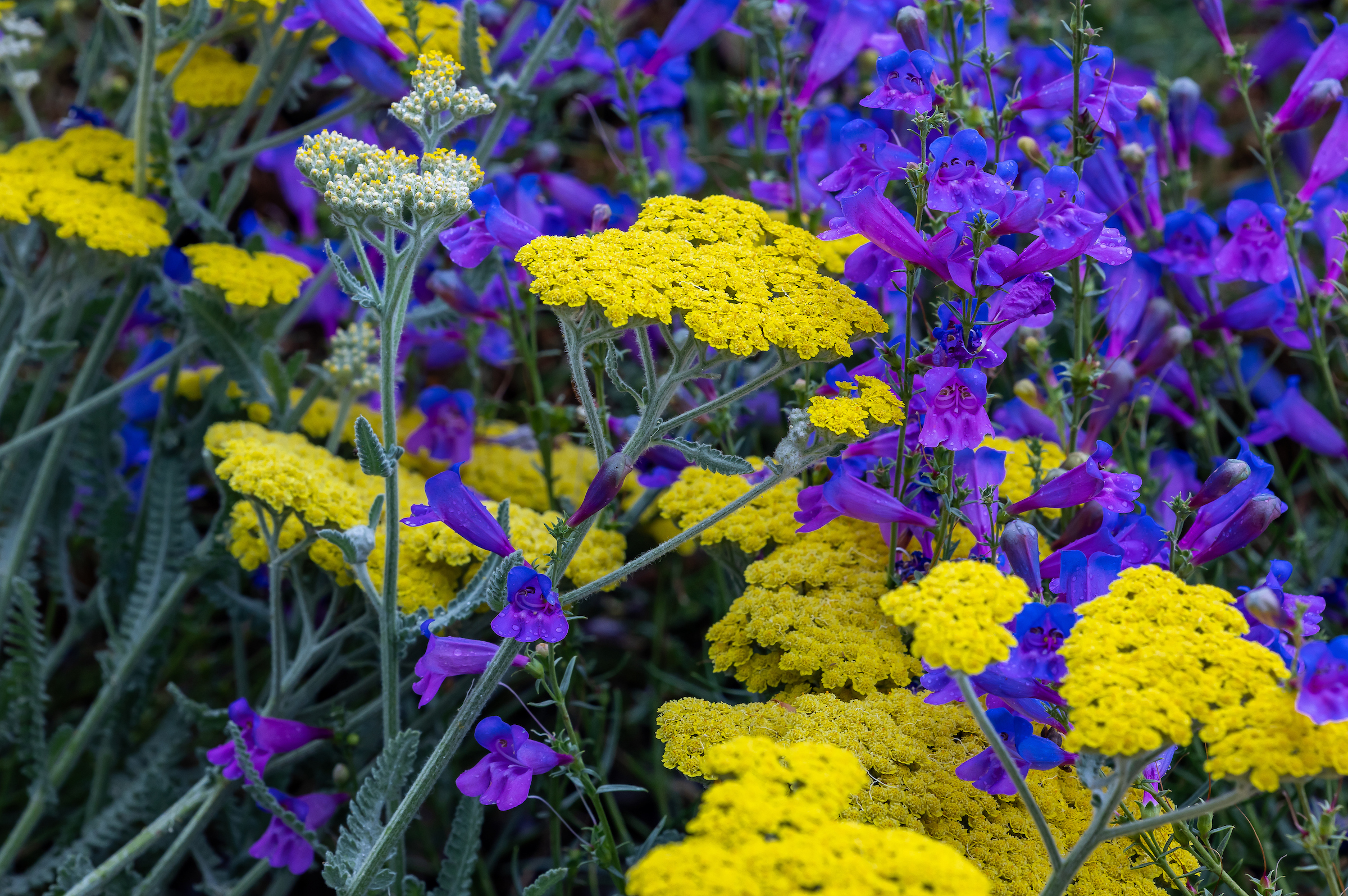 Moonshine yarrow
