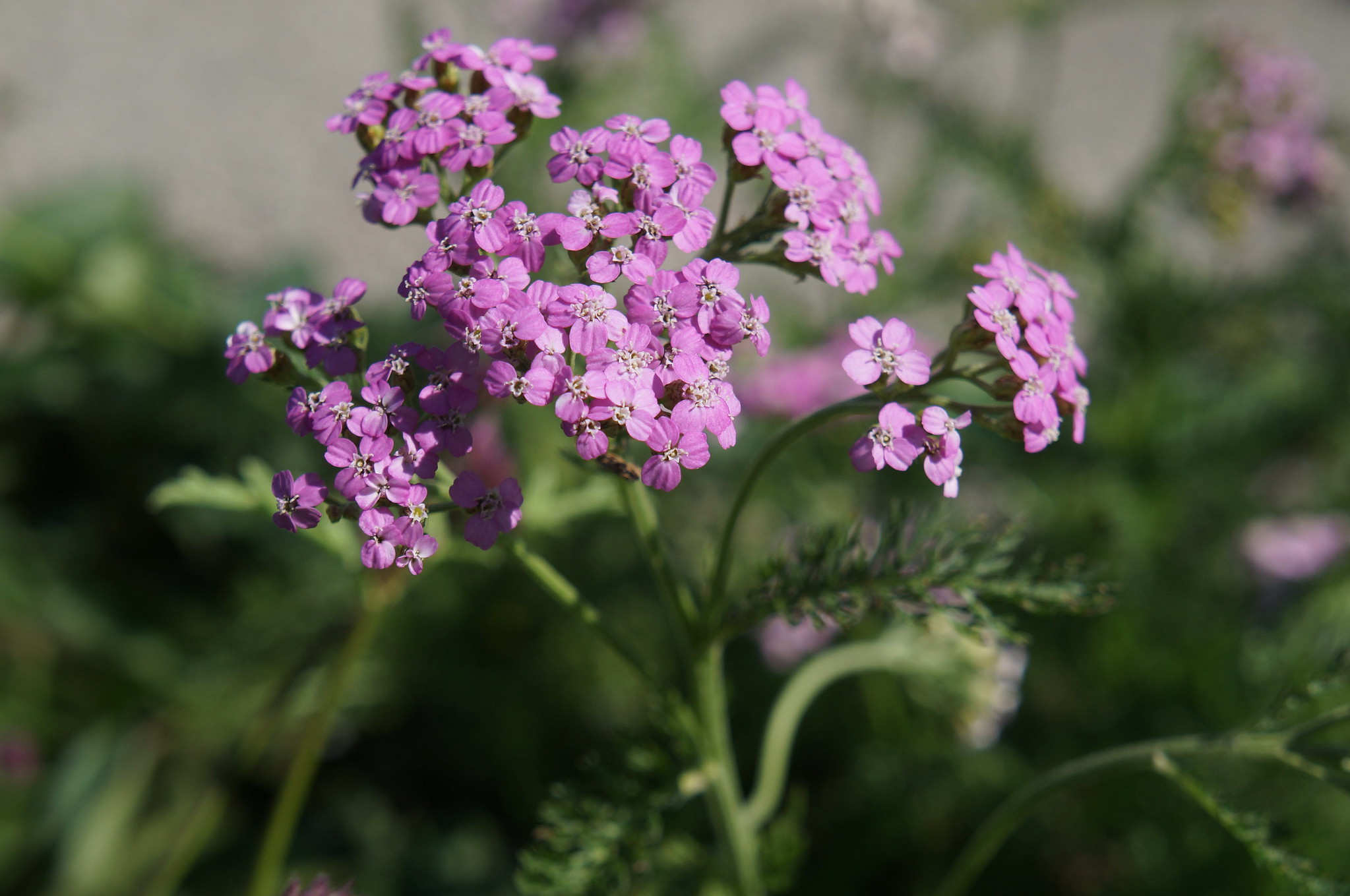 Achillea millefolium 'Island Pink'