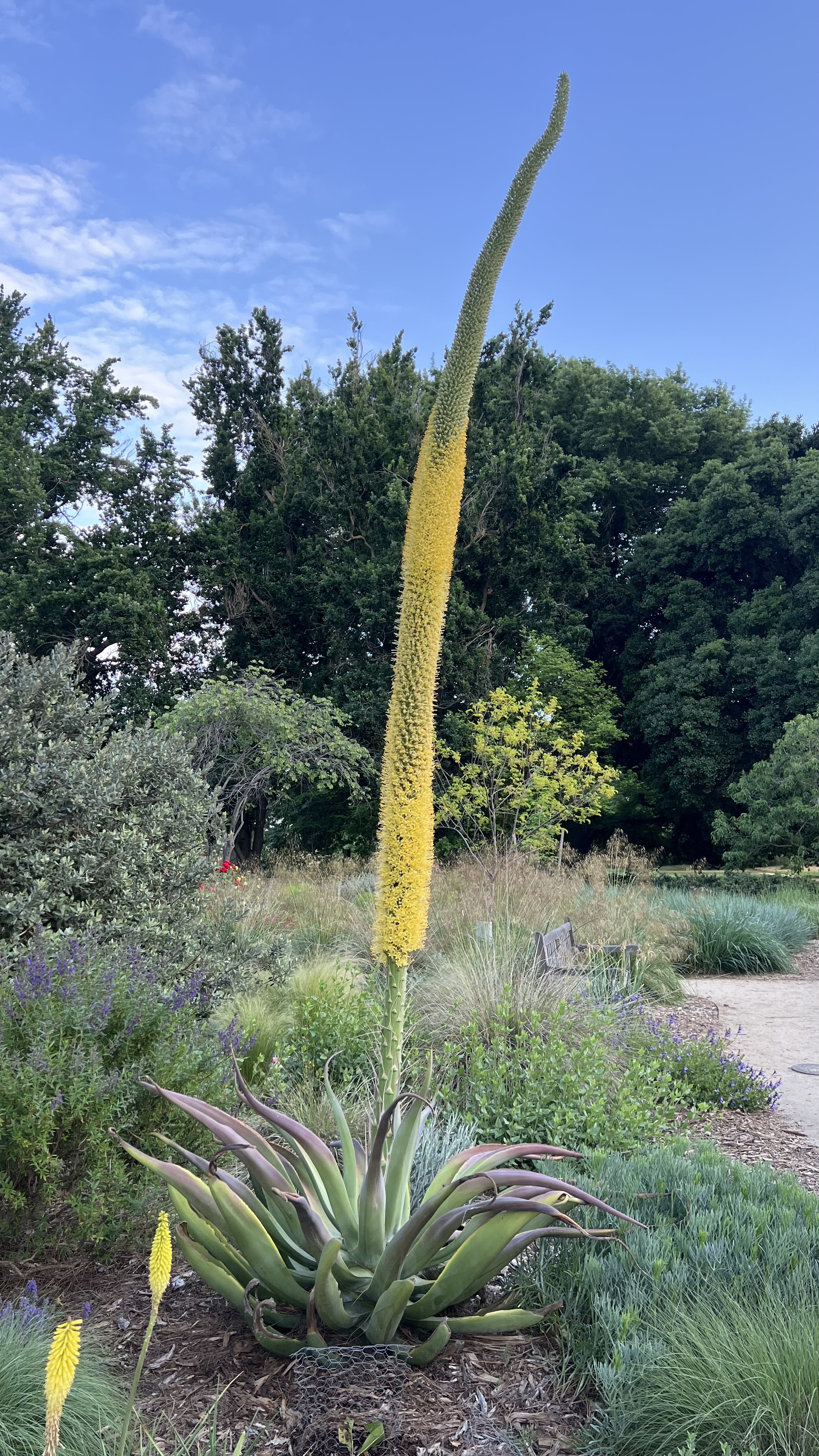 octopus agave