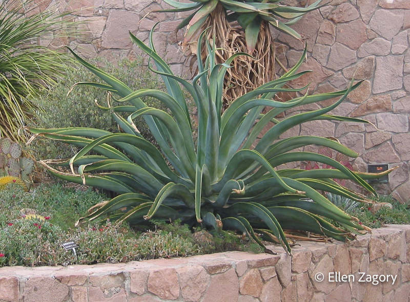 octopus agave