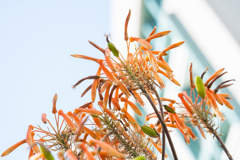 coral aloe
