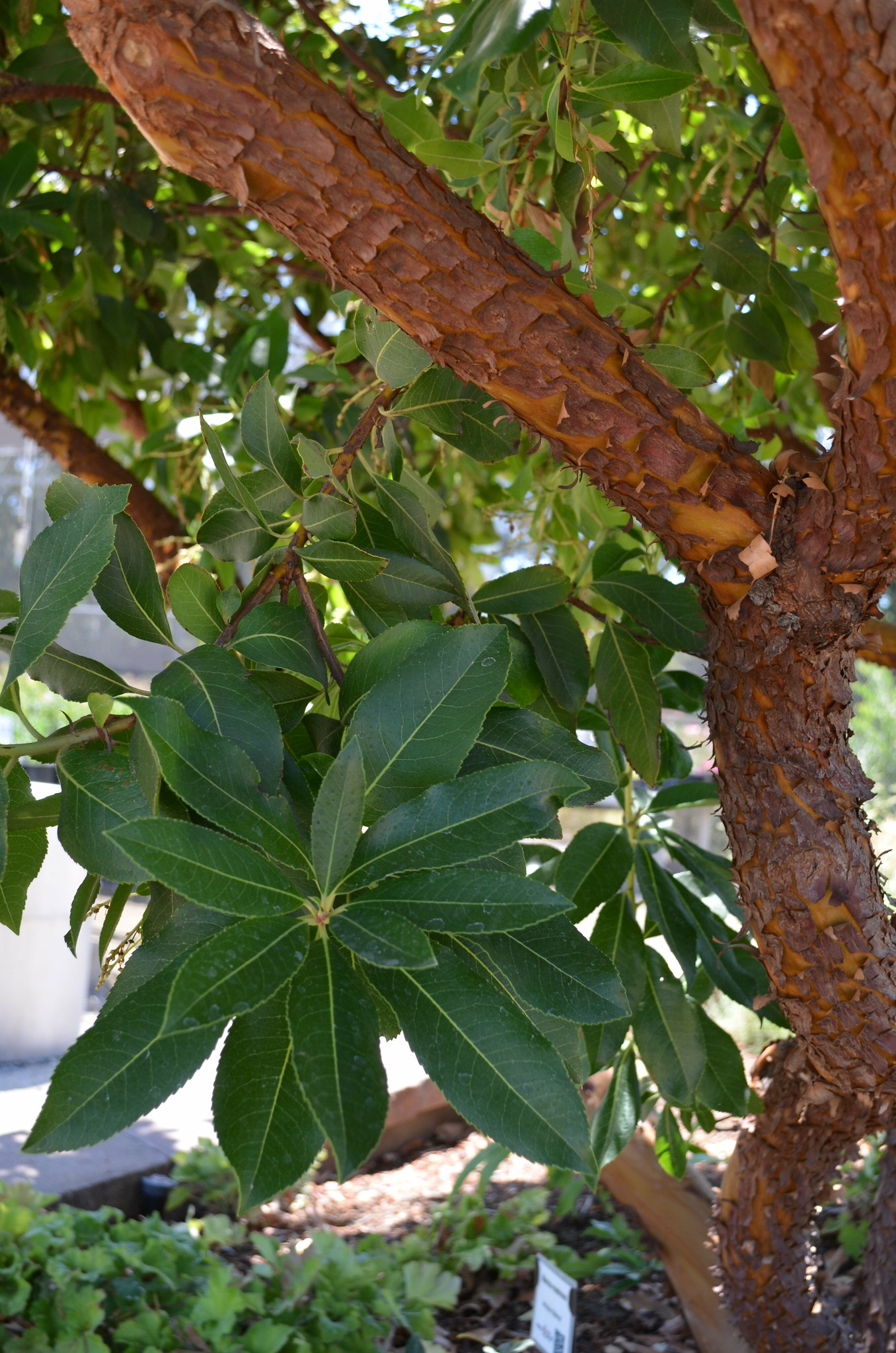 Marina madrone