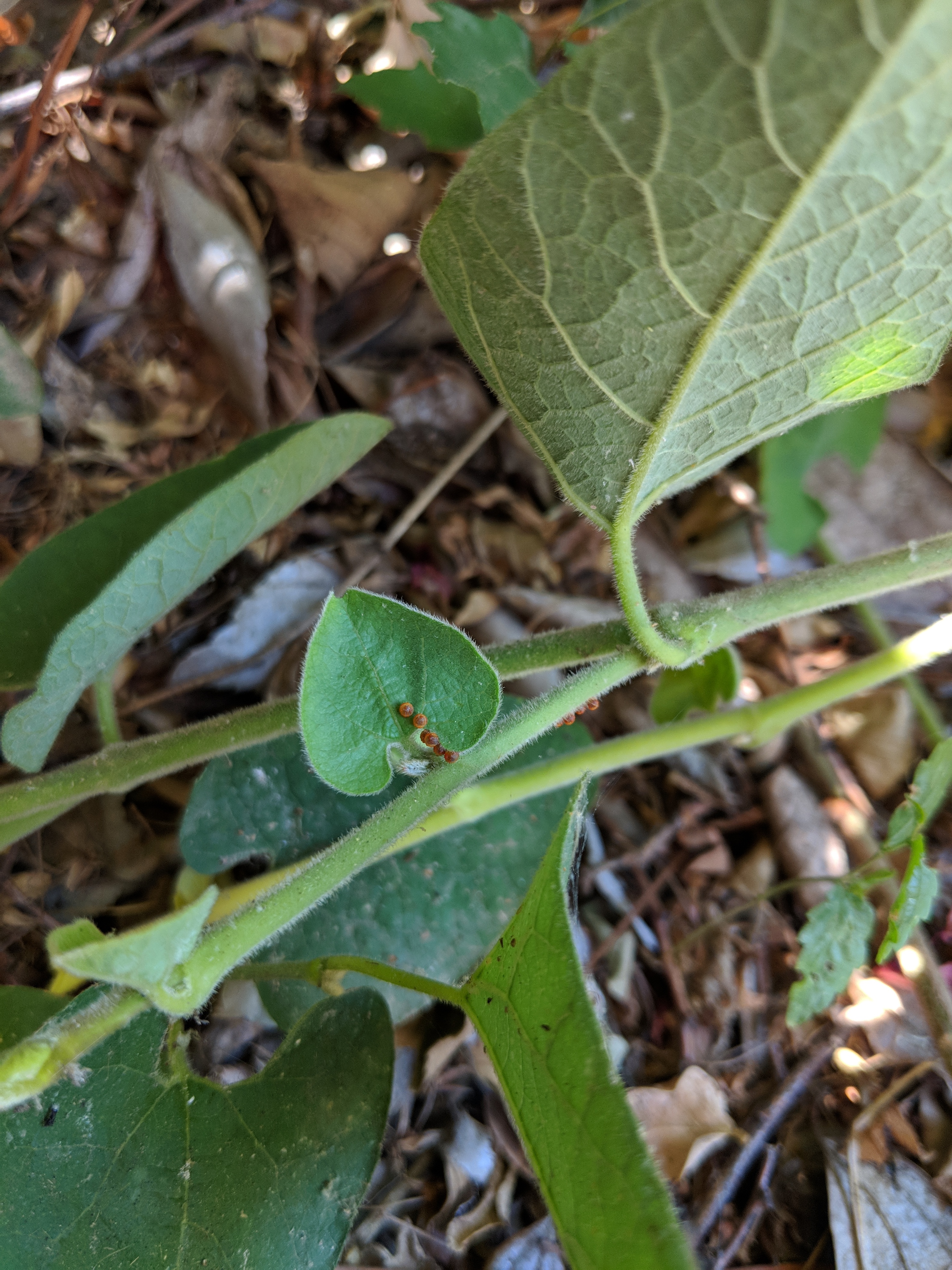 California pipevine