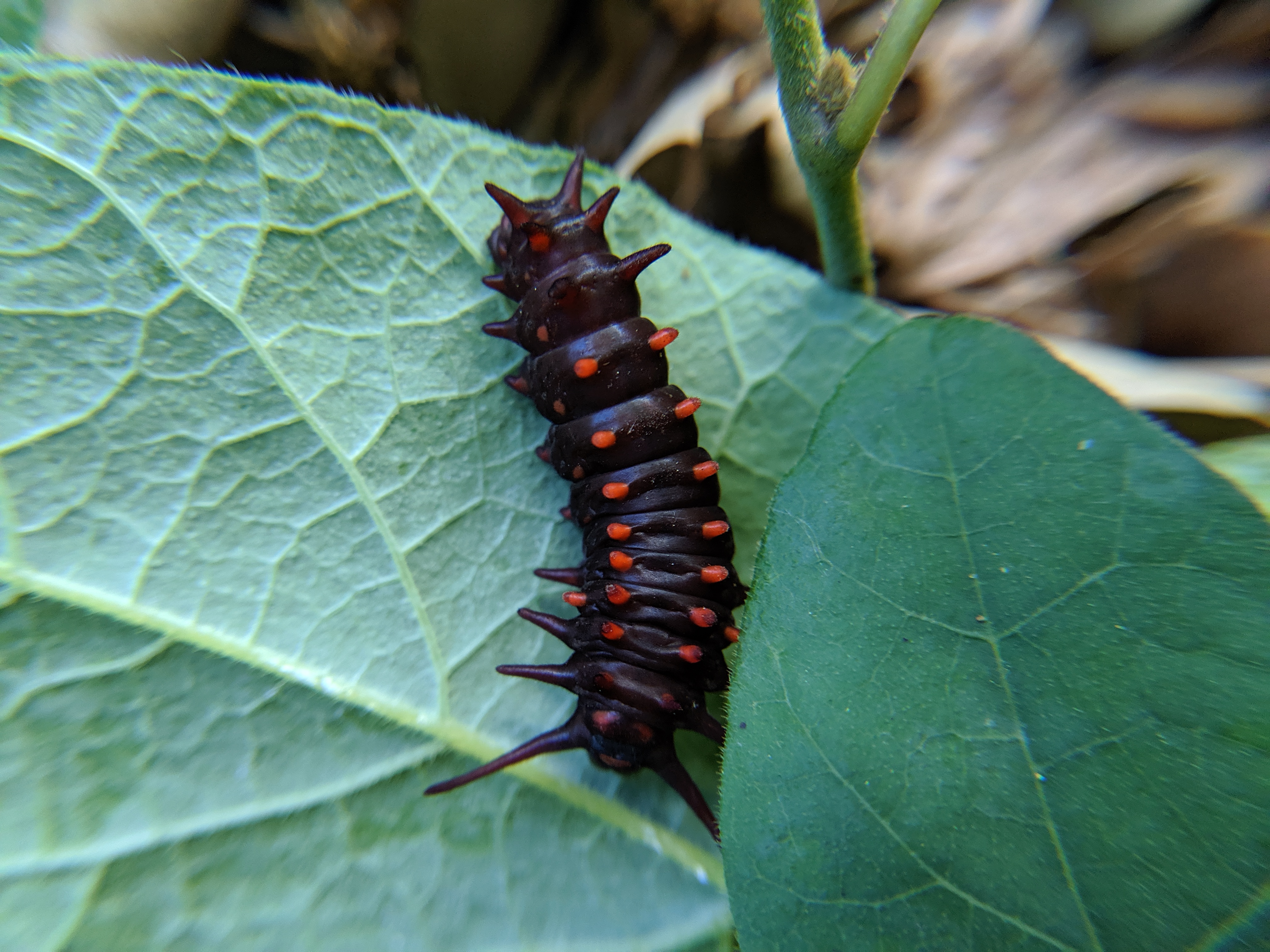 California pipevine