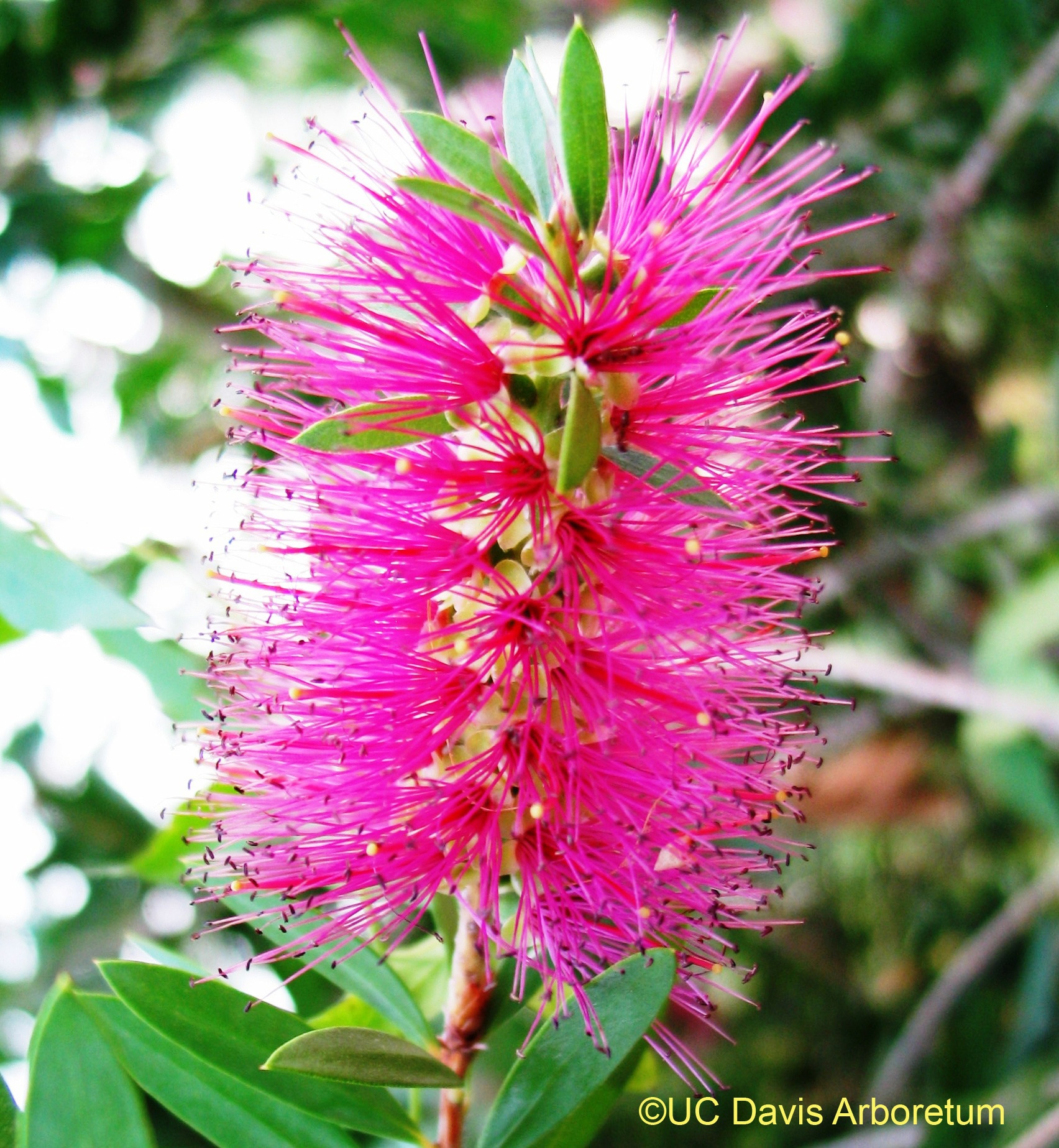 violet flowered bottlebrush