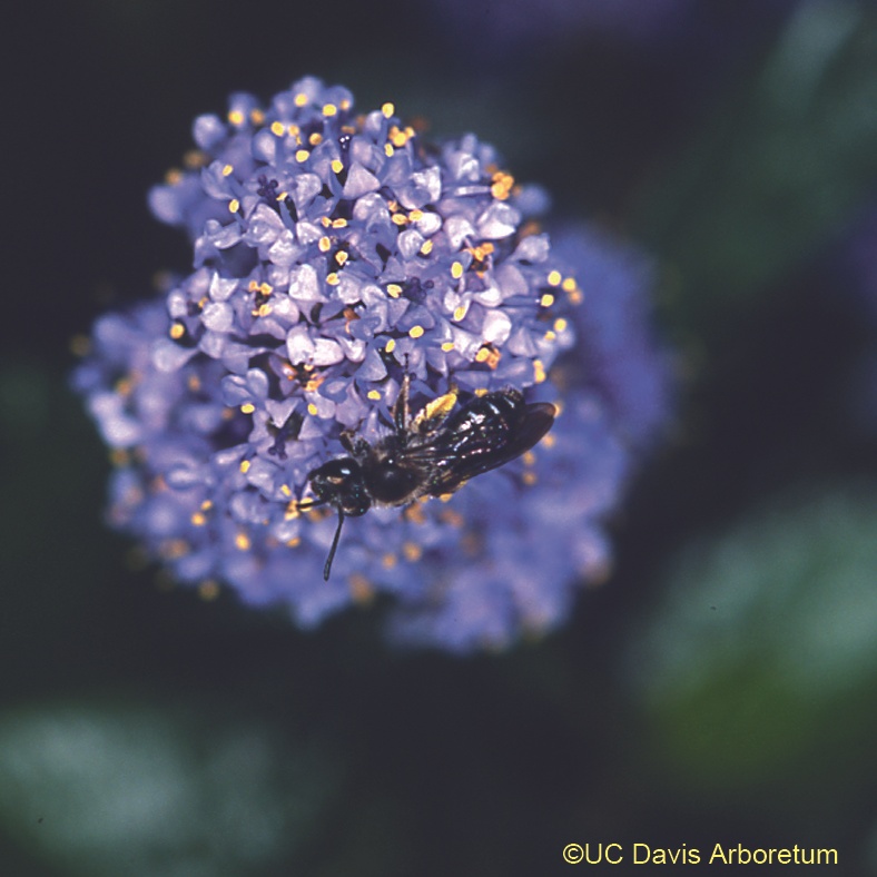 Ray Hartman's California lilac