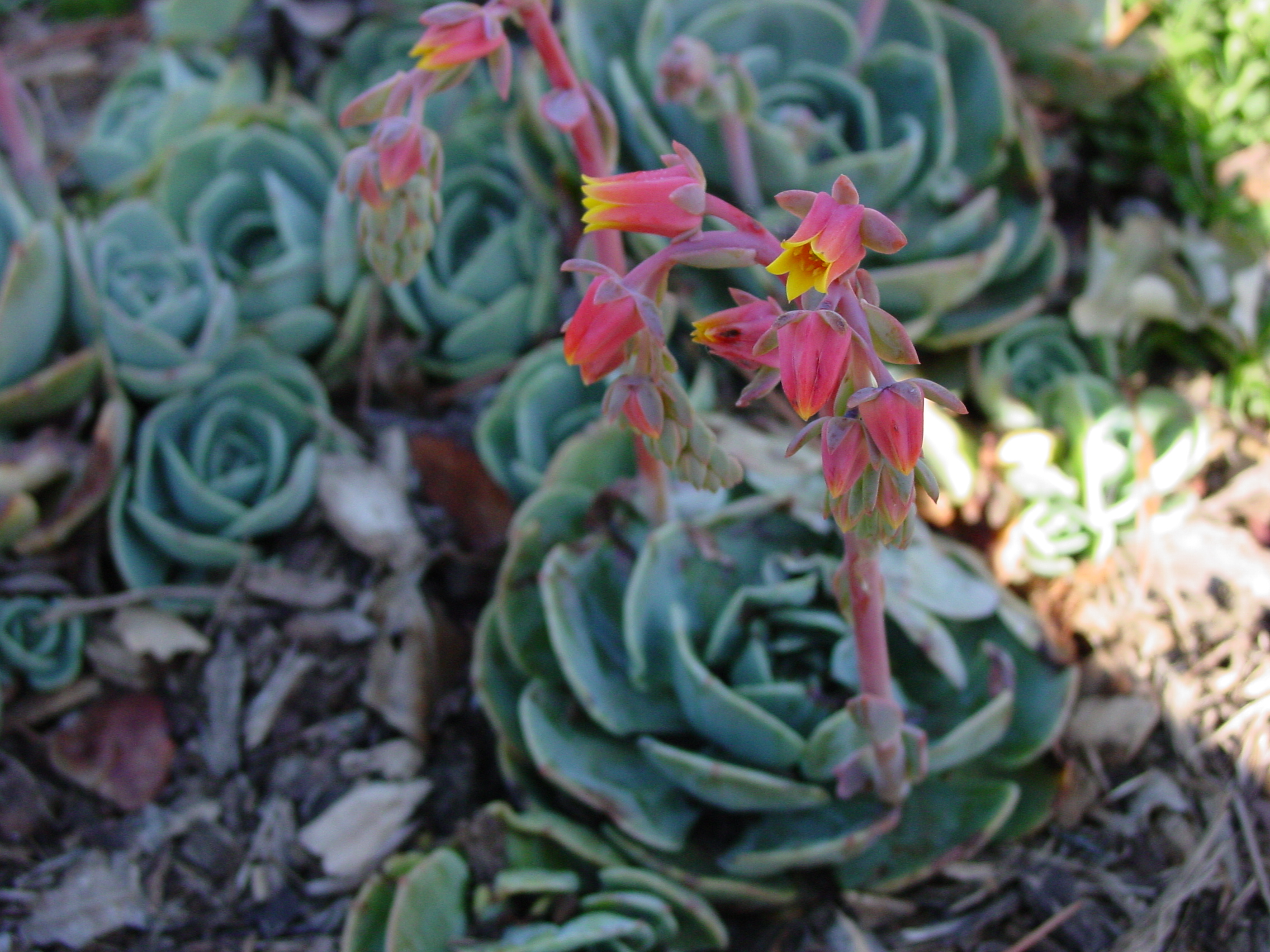 hens and chicks
