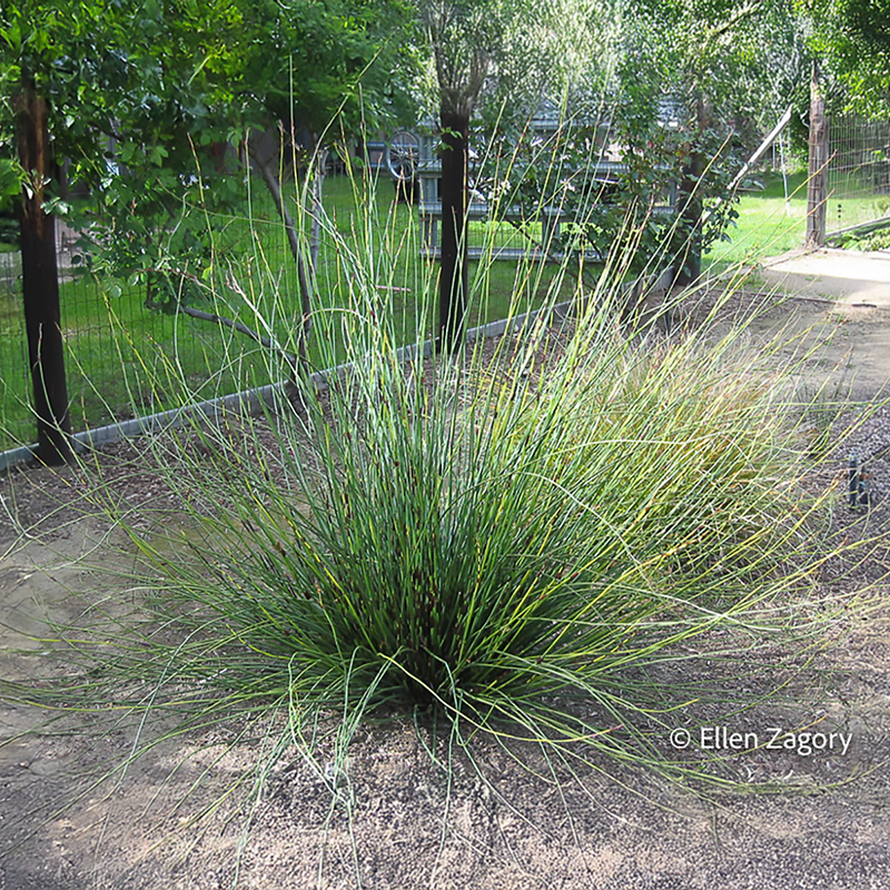 Large green cluster of long thin stems.