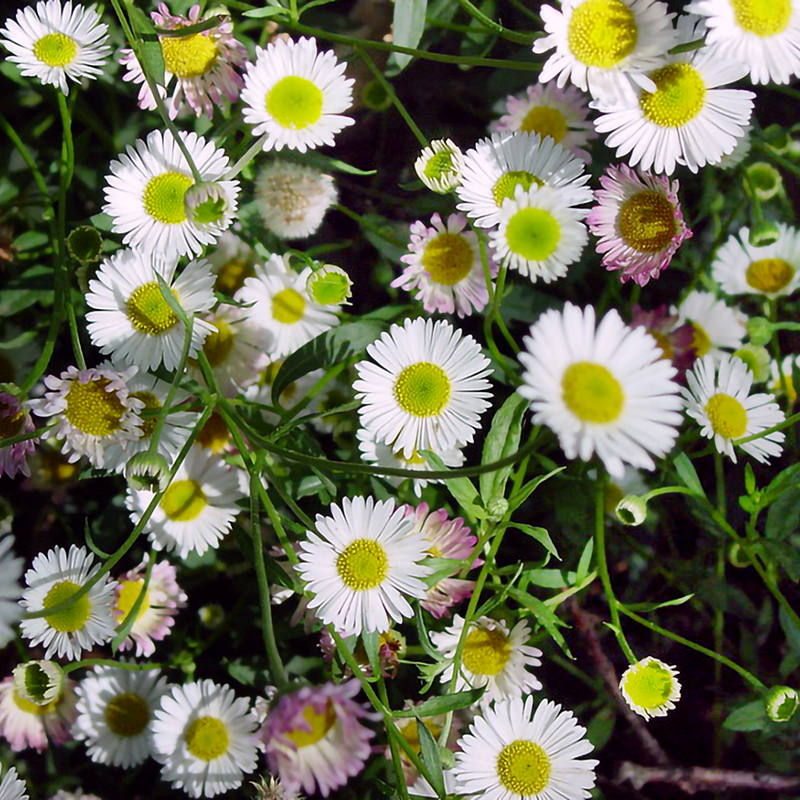 cluster of small white circular flowers with yellow centers.