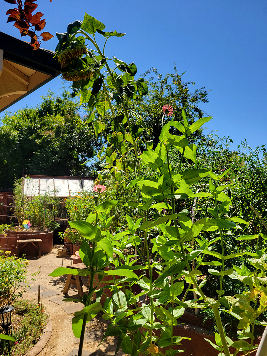 Tall green stalks of bright leaves and delicate pink flowers, with two stalks of sunflowers behind them in Mary Kay Williams' garden.