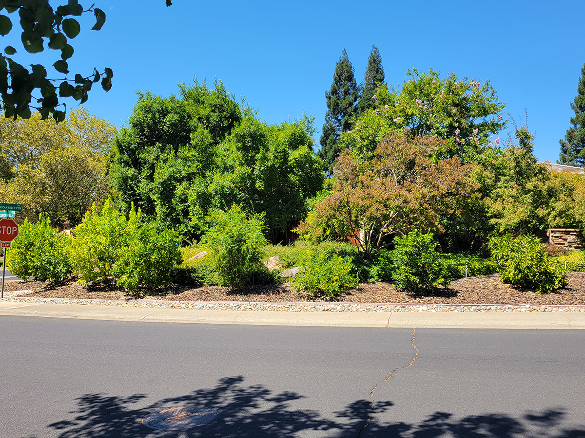 Mary Kay Williams' front lawn trees and shrubs.