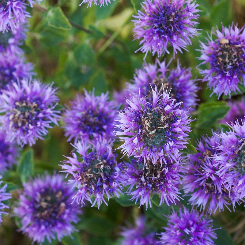 group of bright purple flowers.