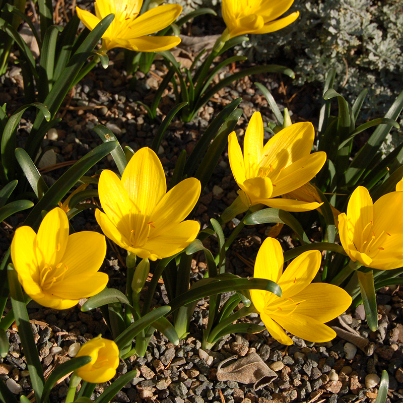 Bright yellow flowers with pointed petals curved inward.