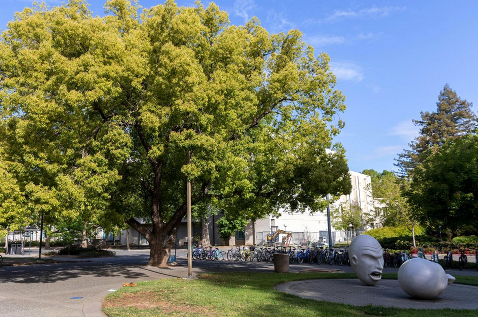 A large camphor tree with the 'Yin & Yang' egg head sculpture in the foreground