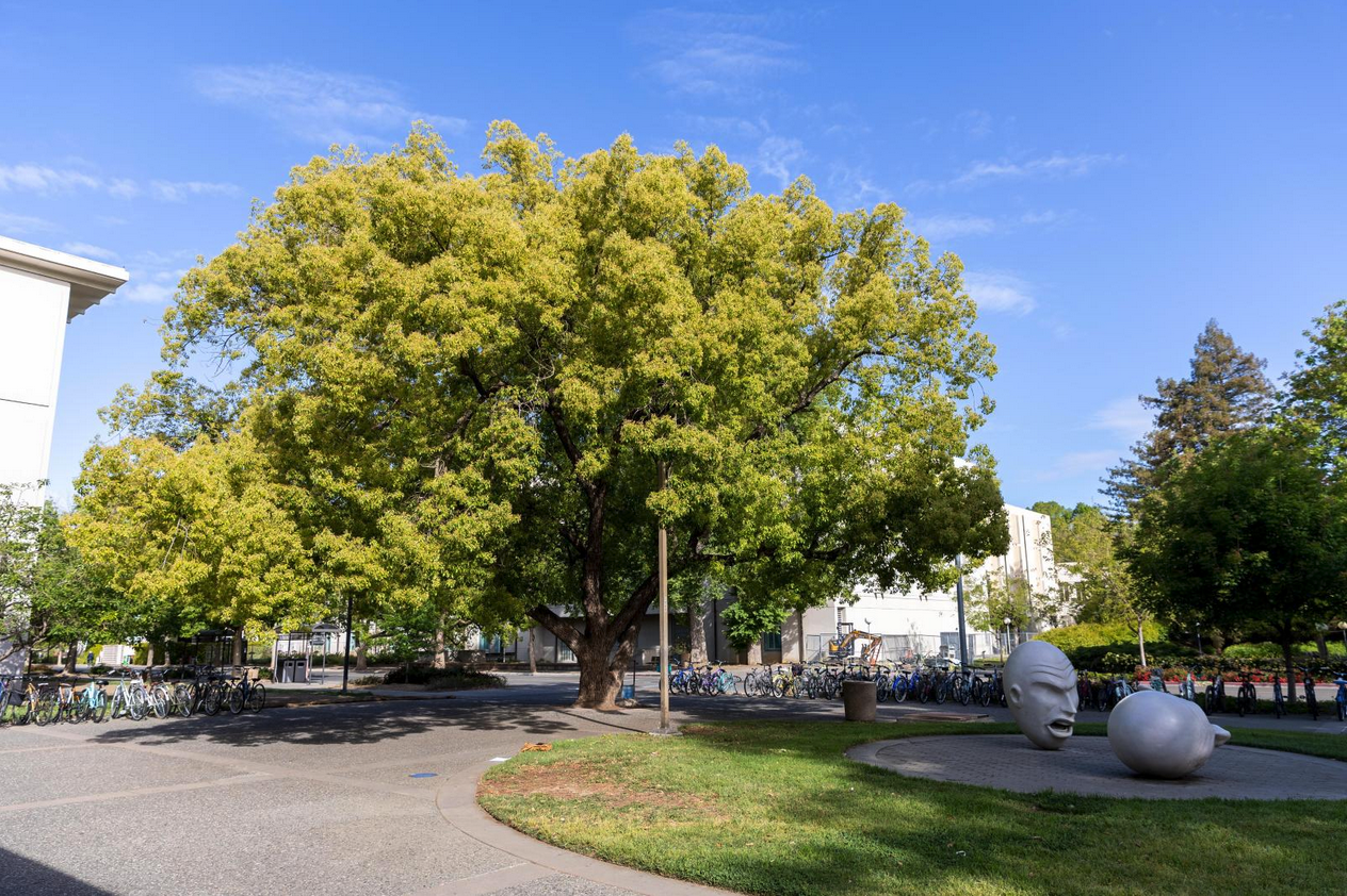 A large camphor tree with the 'Yin & Yang' egg head sculpture in the foreground