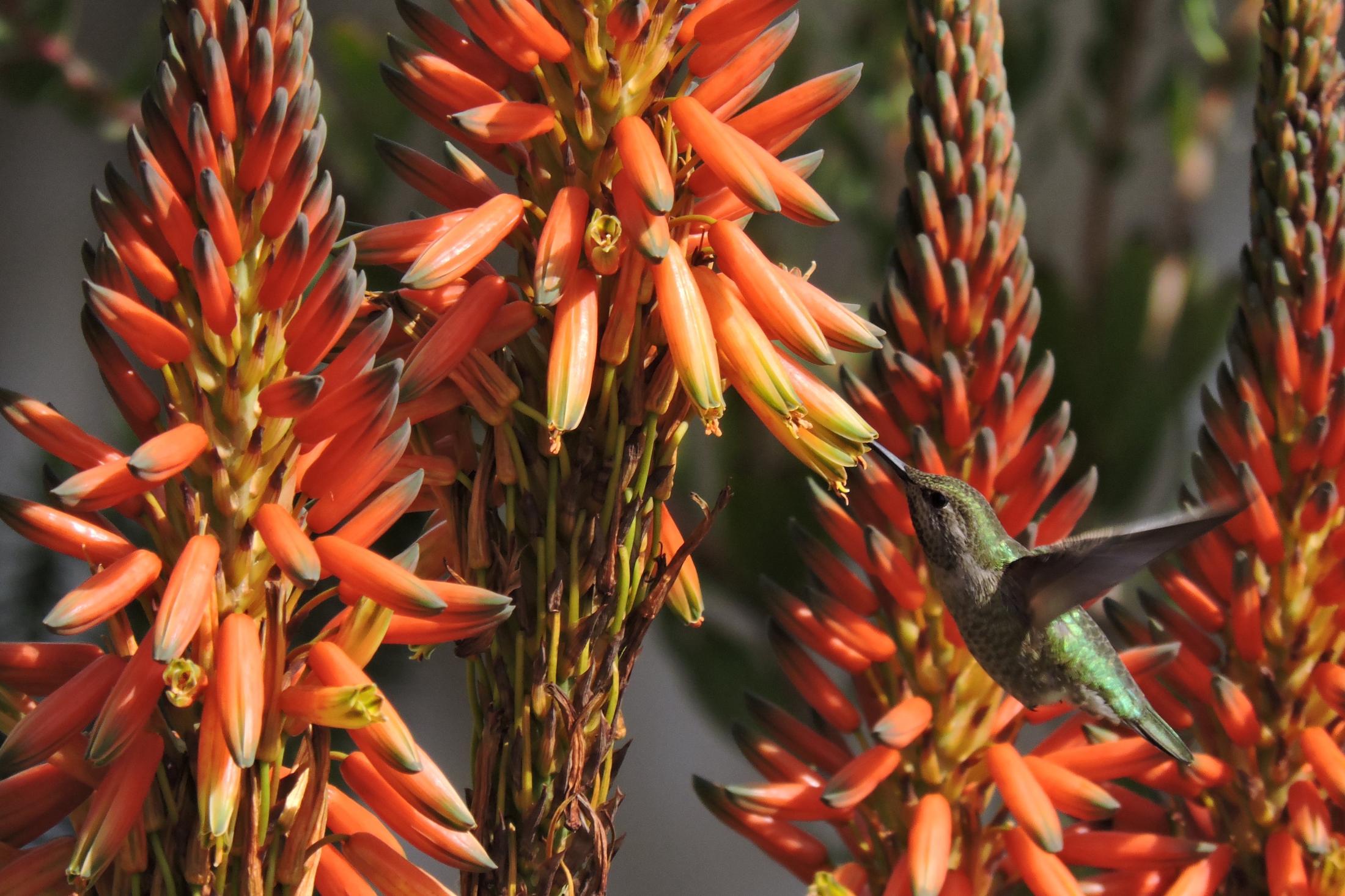 Hummingbird enjoys spider aloe