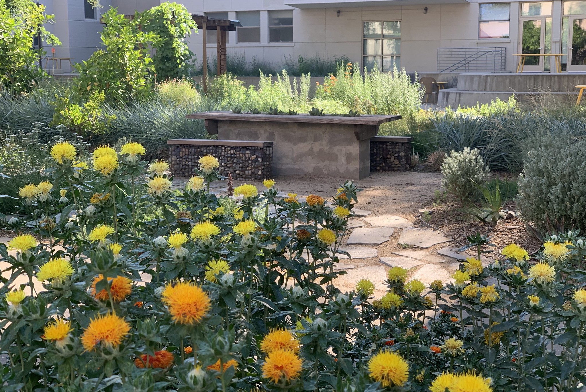 Purple and yellow flowers in the courtyard