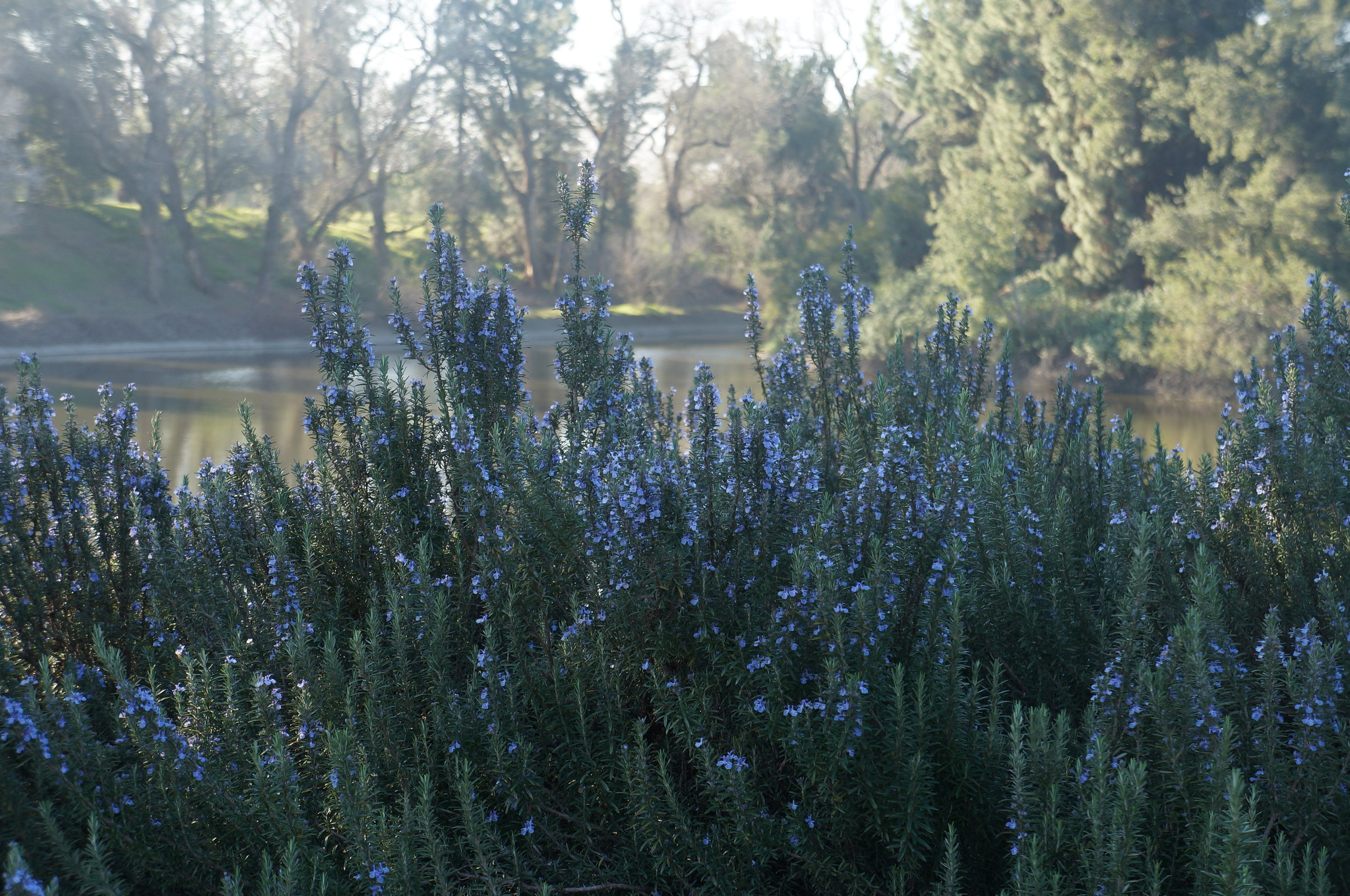 Plants along the waterway