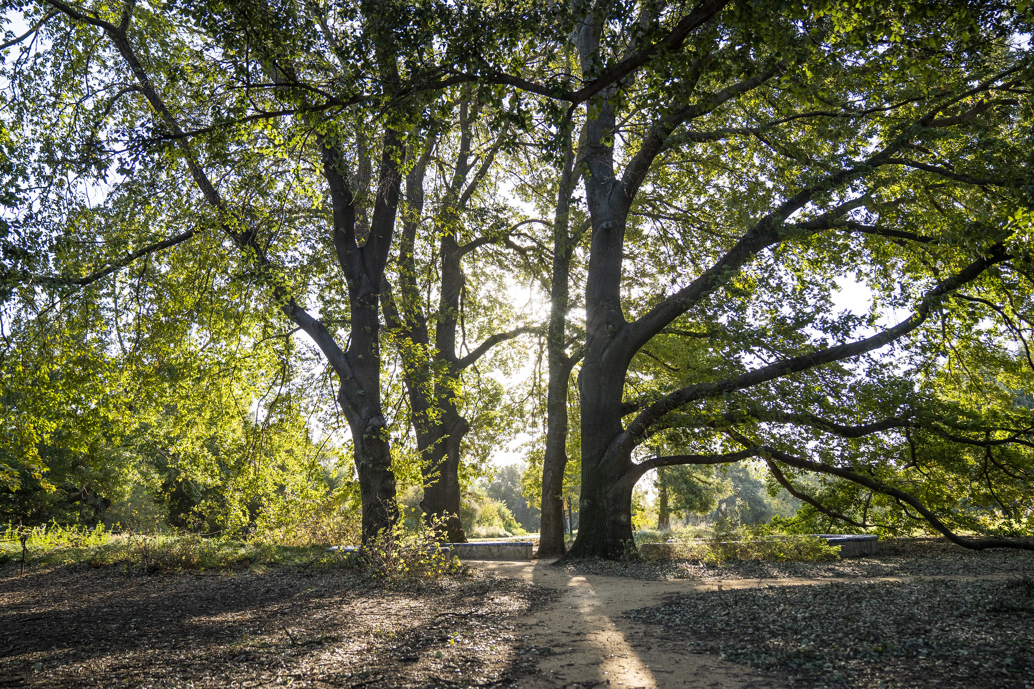 Rays of sun through the oak trees