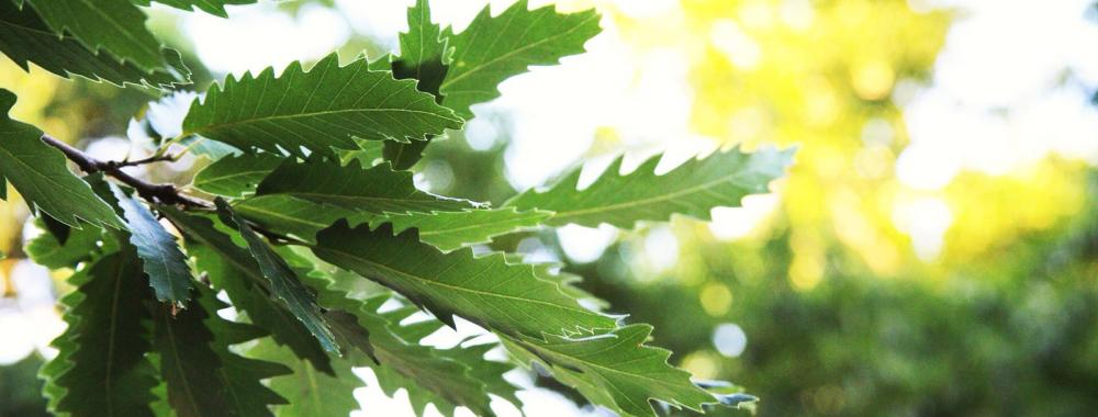 Image of oak leaves in the sunlight.