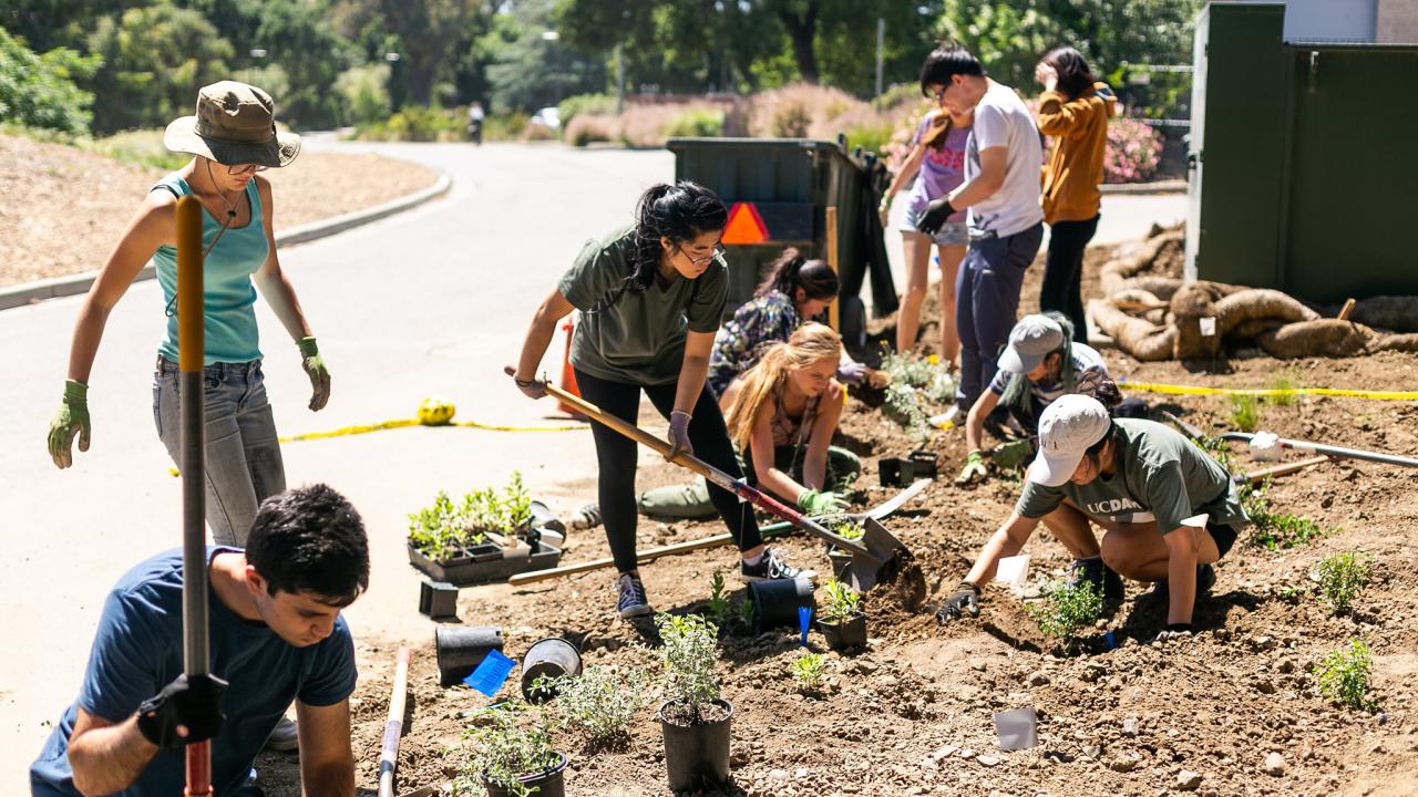 Image of Sustainable Horticulture students installing a landscape on Putah Creeek Drive.