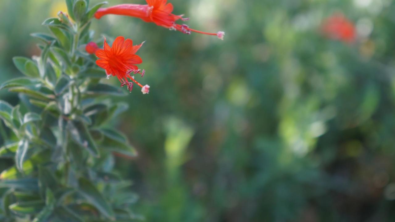 California fuchsia (Epilobium canum) is a low-water, easy-care plant perfect for Central Valley gardens and landscape. (Photo by Katie Hetrick) Image of California fuchsia in the UC Davis Arboretum's Mary Wattis Brown Garden of California Native Plants.