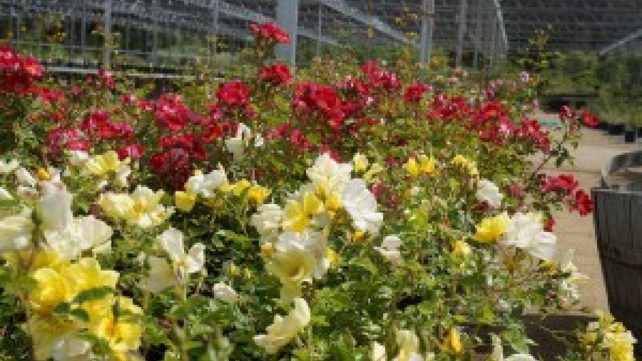 Thanks to extra inventory from the California Center for Urban Horiculture’s “Rose Weekend,” we’ll have great prices and plenty of inventory at our upcoming clearance sale. Rose Weekend inventory